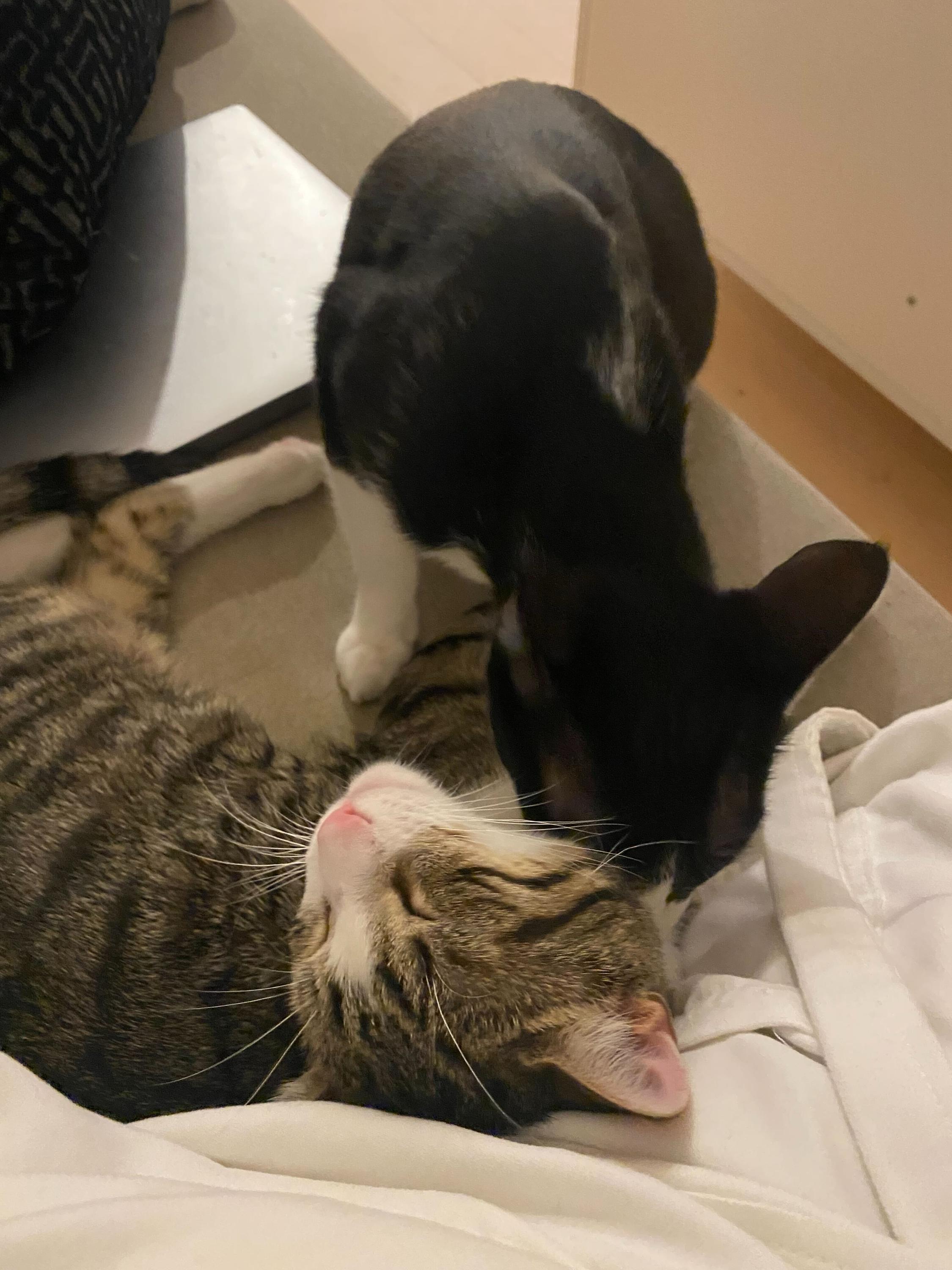 Leoncito, a ADOPTABLE Domestic Short Hair in Long Island City, NY image 3/5