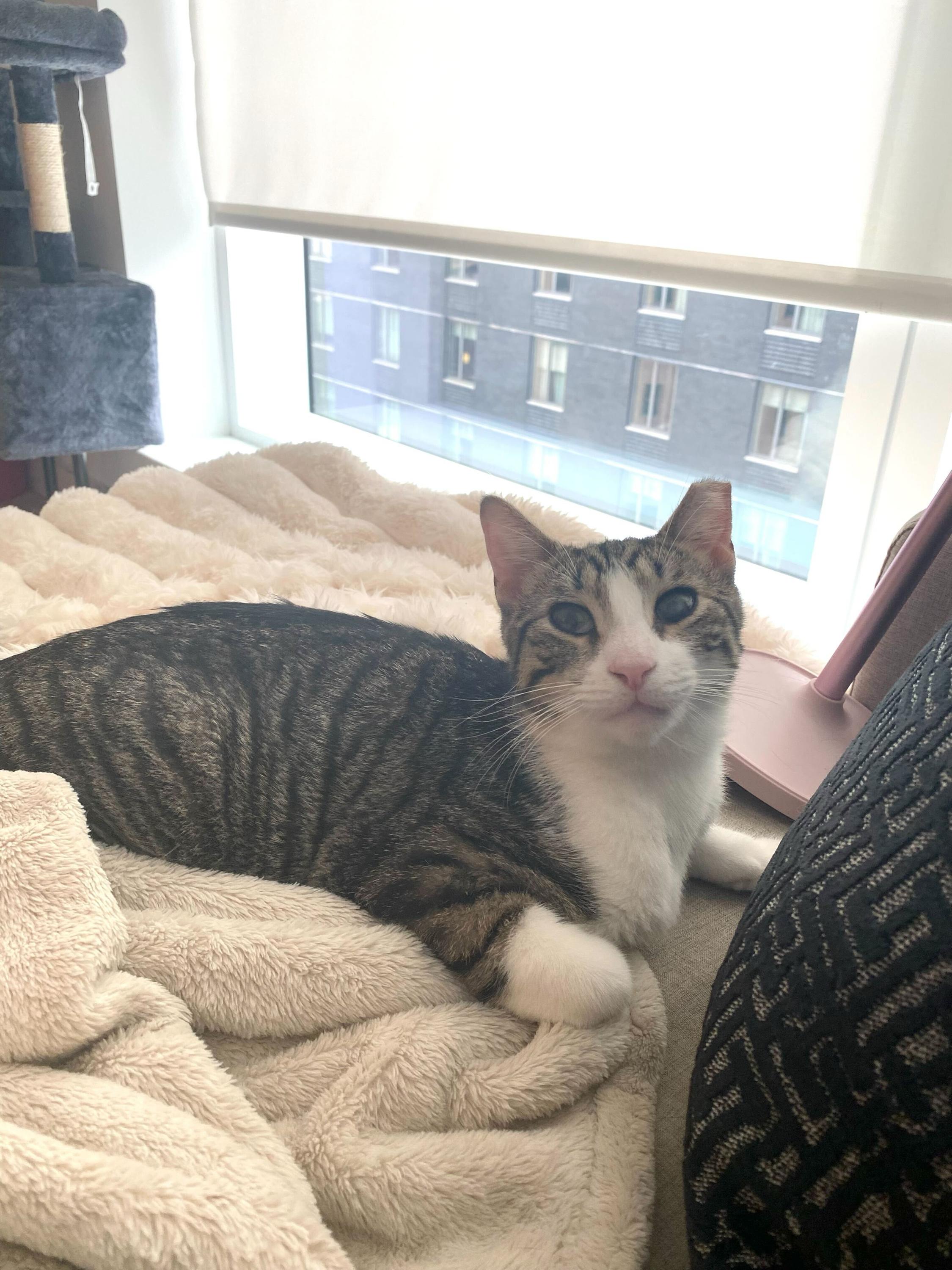 Leoncito, a ADOPTABLE Domestic Short Hair in Long Island City, NY image 1/5