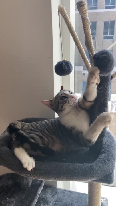 Enlarge Leoncito, a ADOPTABLE Domestic Short Hair in Long Island City, NY video 4/5