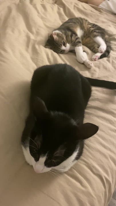 Enlarge Leoncito, a ADOPTABLE Domestic Short Hair in Long Island City, NY video 5/5