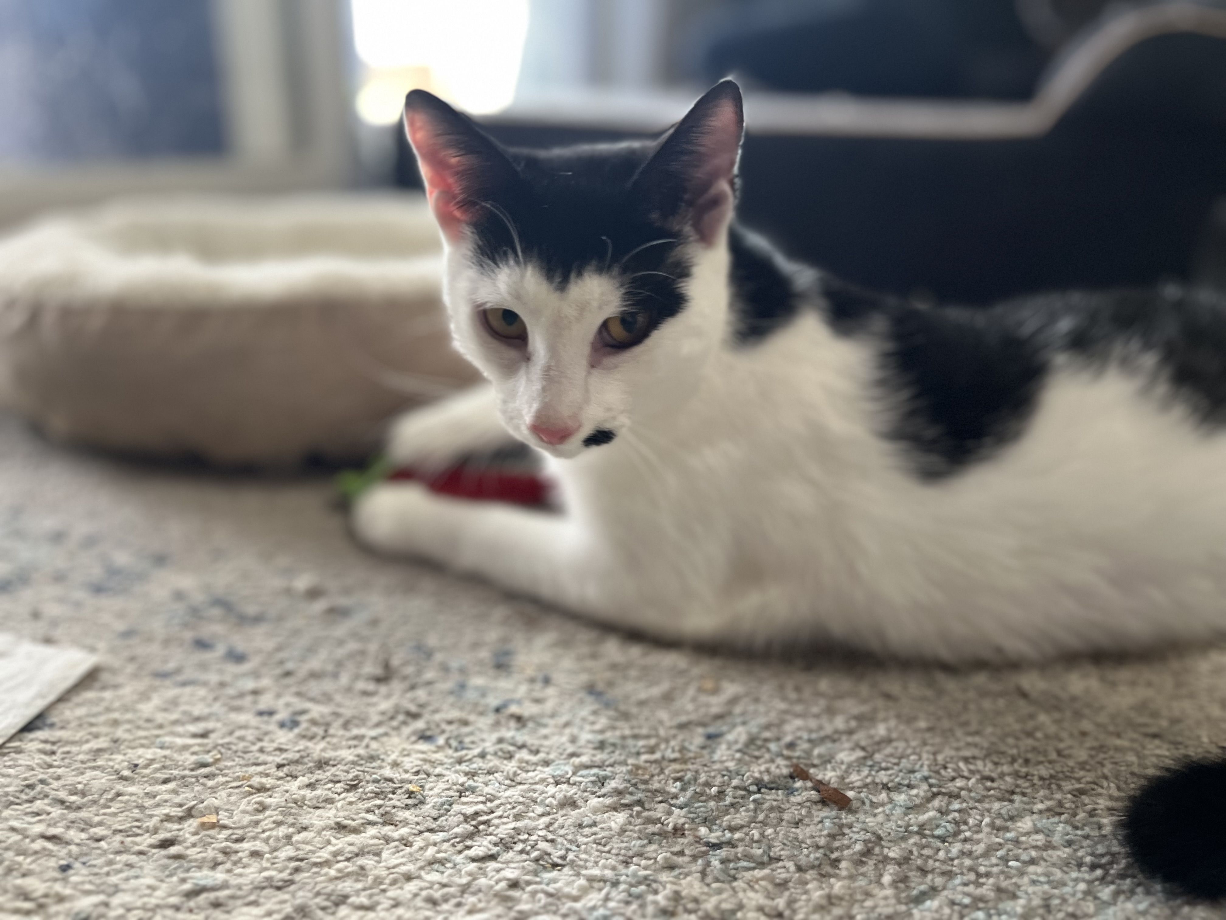 Boley, a Adoptable Domestic Short Hair in Avondale, PA image 1/2