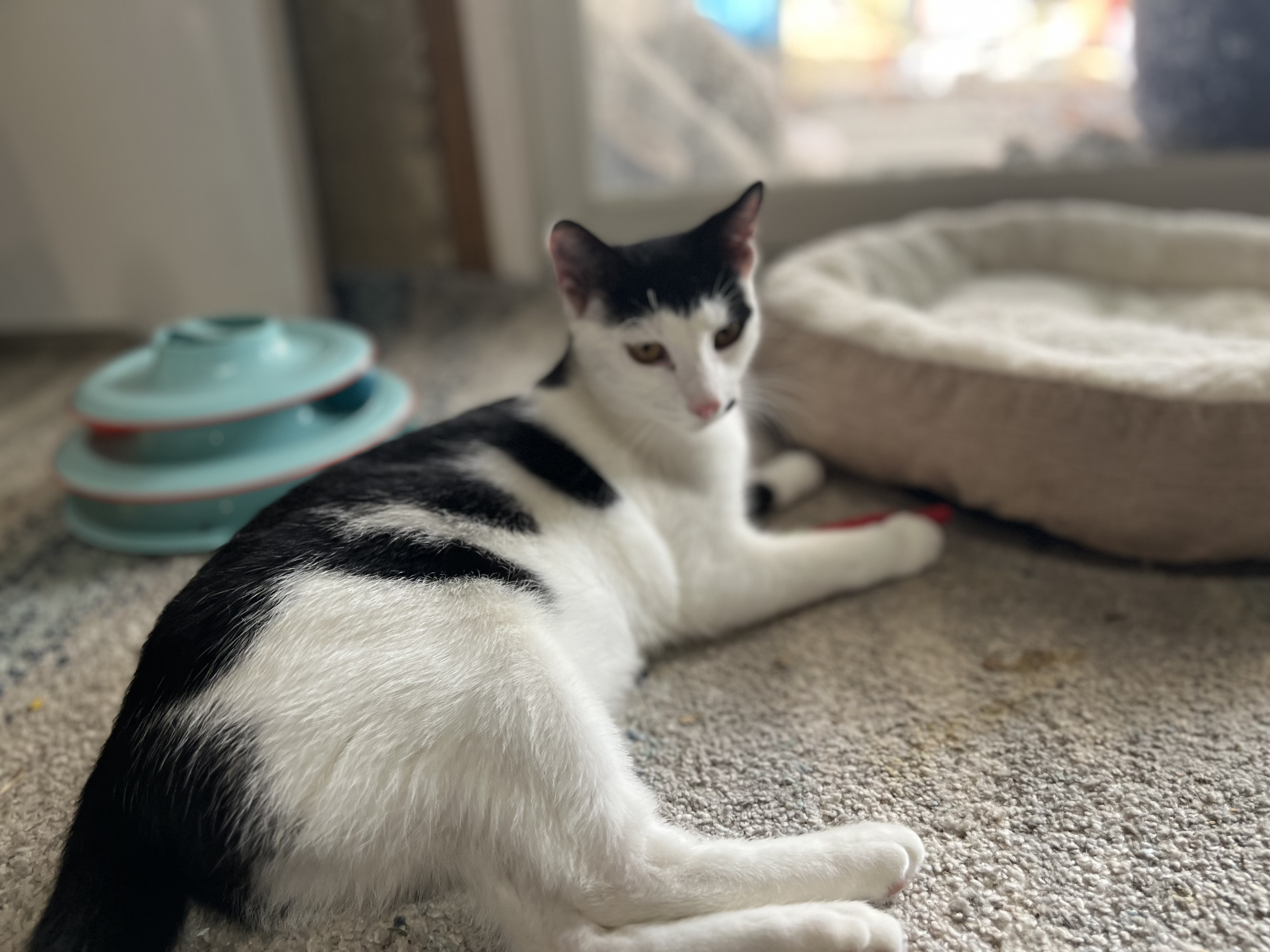 Boley, a Adoptable Domestic Short Hair in Avondale, PA image 2/2