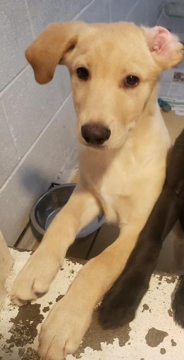 Enlarge brady bunch litter (lab puppies) peter, a Adoption Pending mixed breed in Tappahannock, VA image 1/1