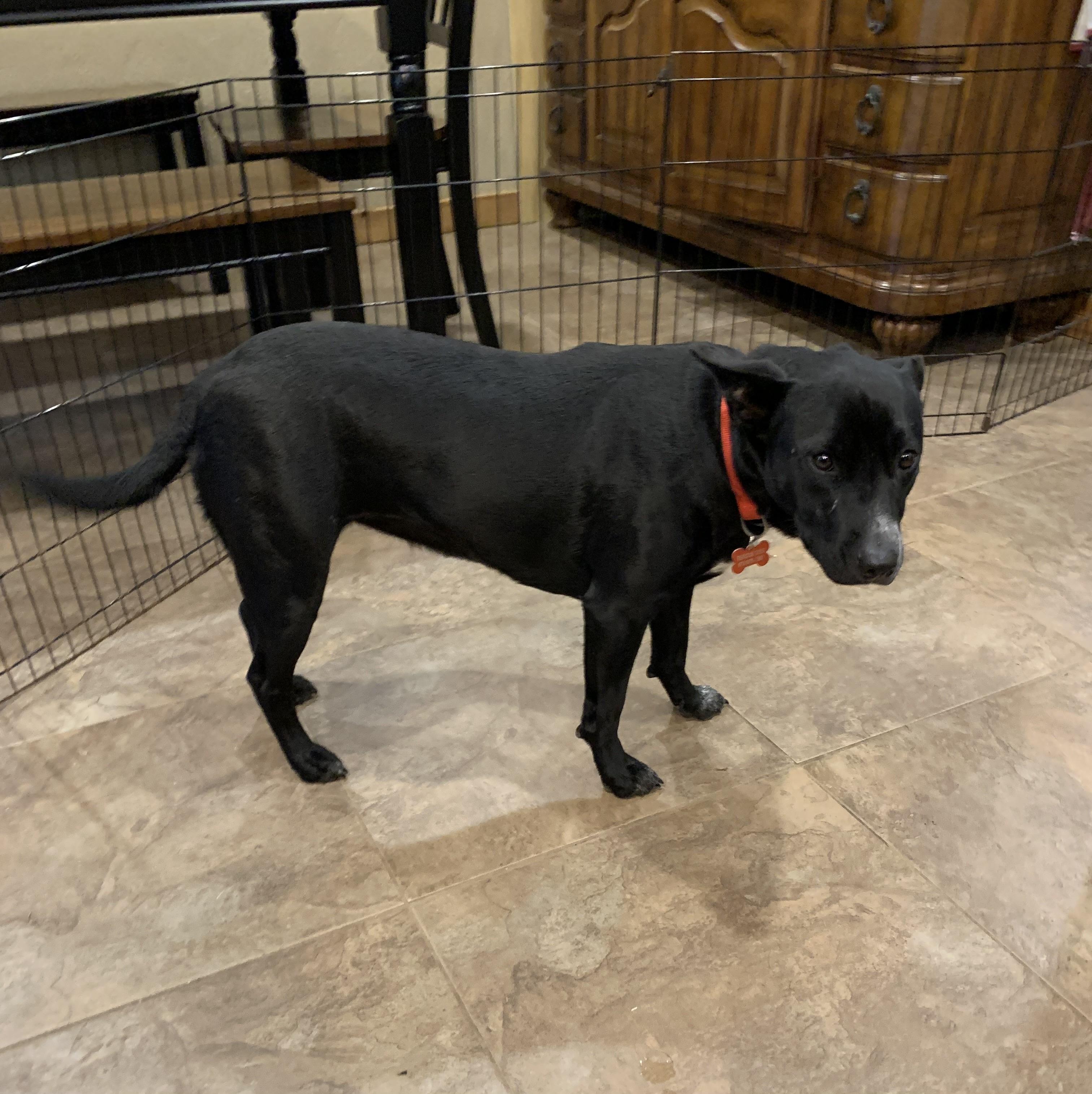 Lulu (Lucy), a Adopted mixed breed in Jefferson, TX image 2/6