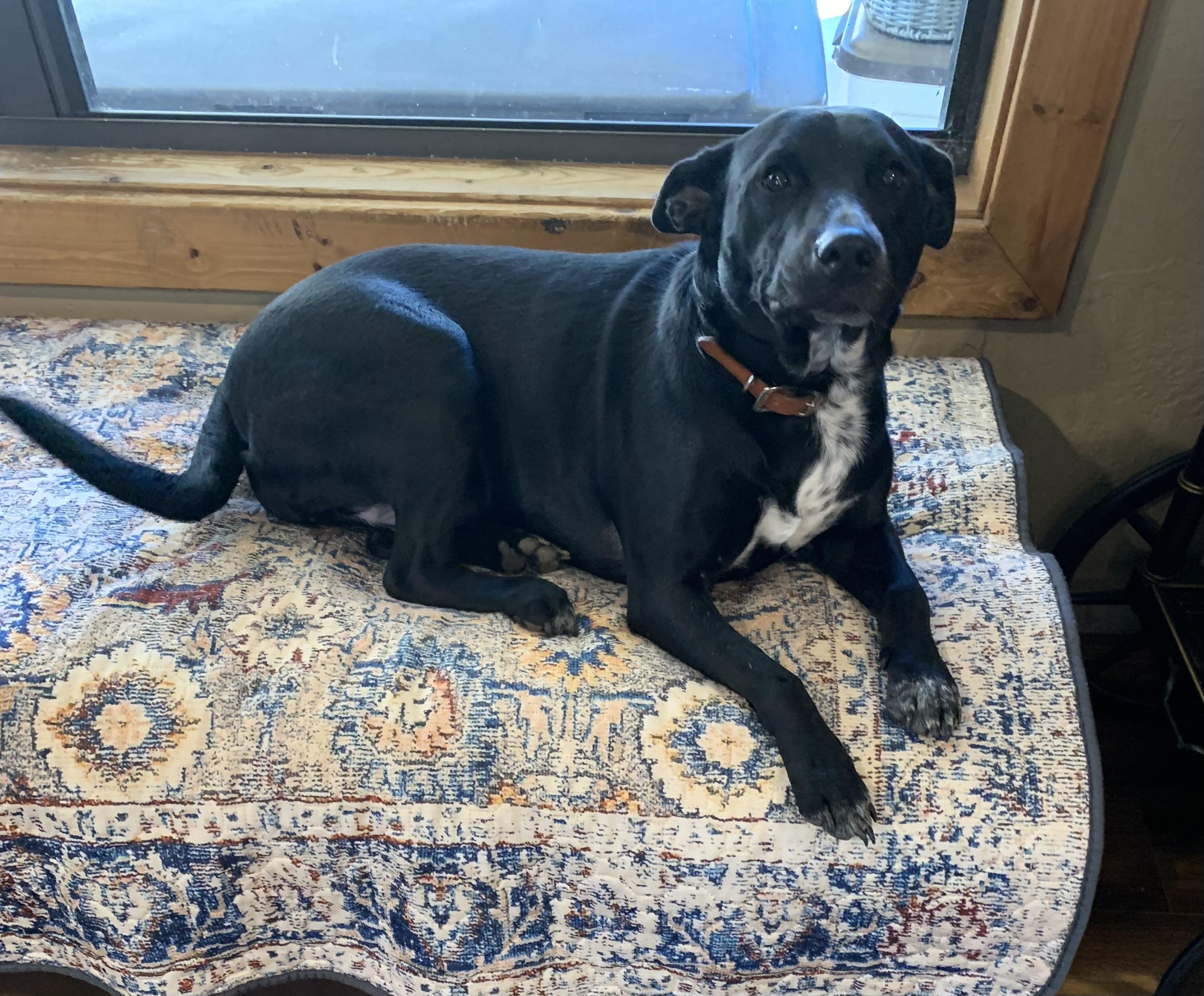 Lulu (Lucy), Adopted, Adult Female Australian Cattle Dog / Blue Heeler & Black Labrador Retriever.