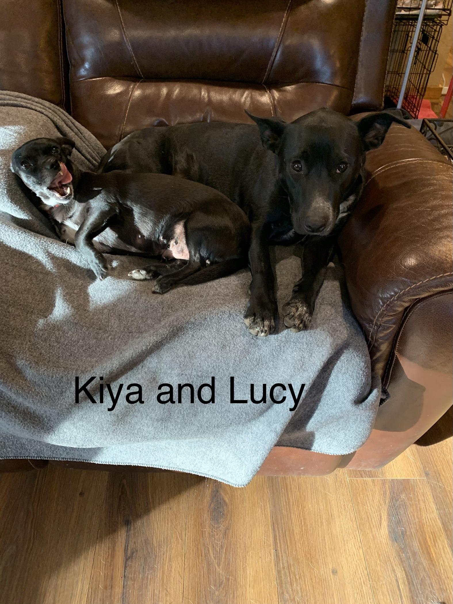 Lulu (Lucy), a Adopted mixed breed in Jefferson, TX image 3/6