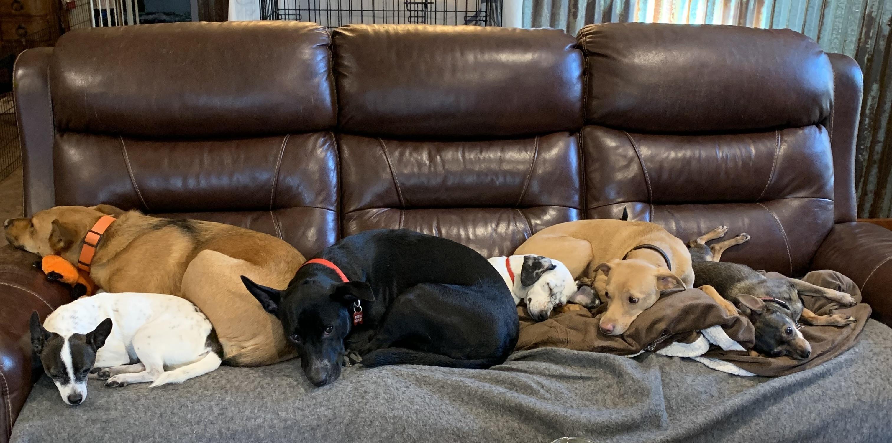 Lulu (Lucy), a Adopted mixed breed in Jefferson, TX image 4/6