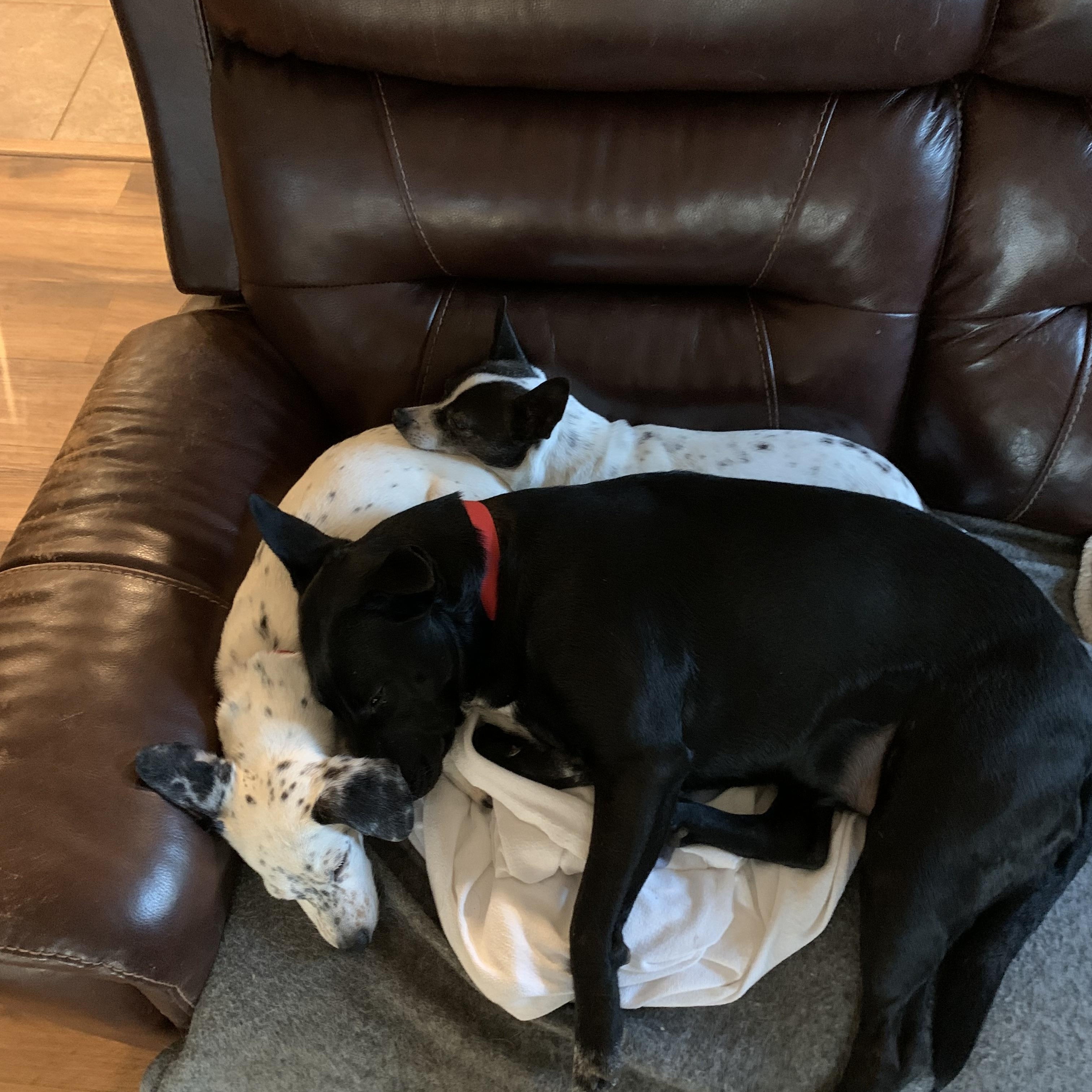 Lulu (Lucy), a Adopted mixed breed in Jefferson, TX image 5/6