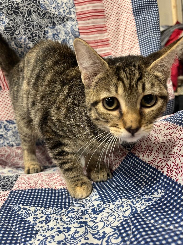 The Thing, Adopted, Young Female Domestic Short Hair.