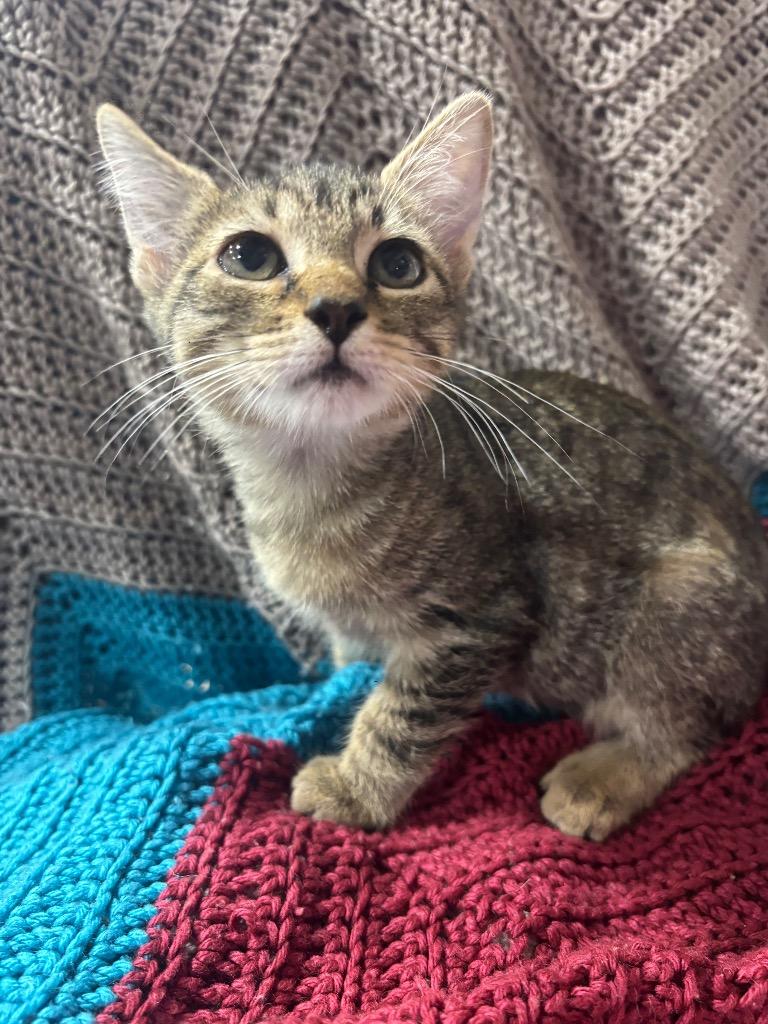 The Thing, a Adopted mixed breed in Corpus Christi, TX image 2/3