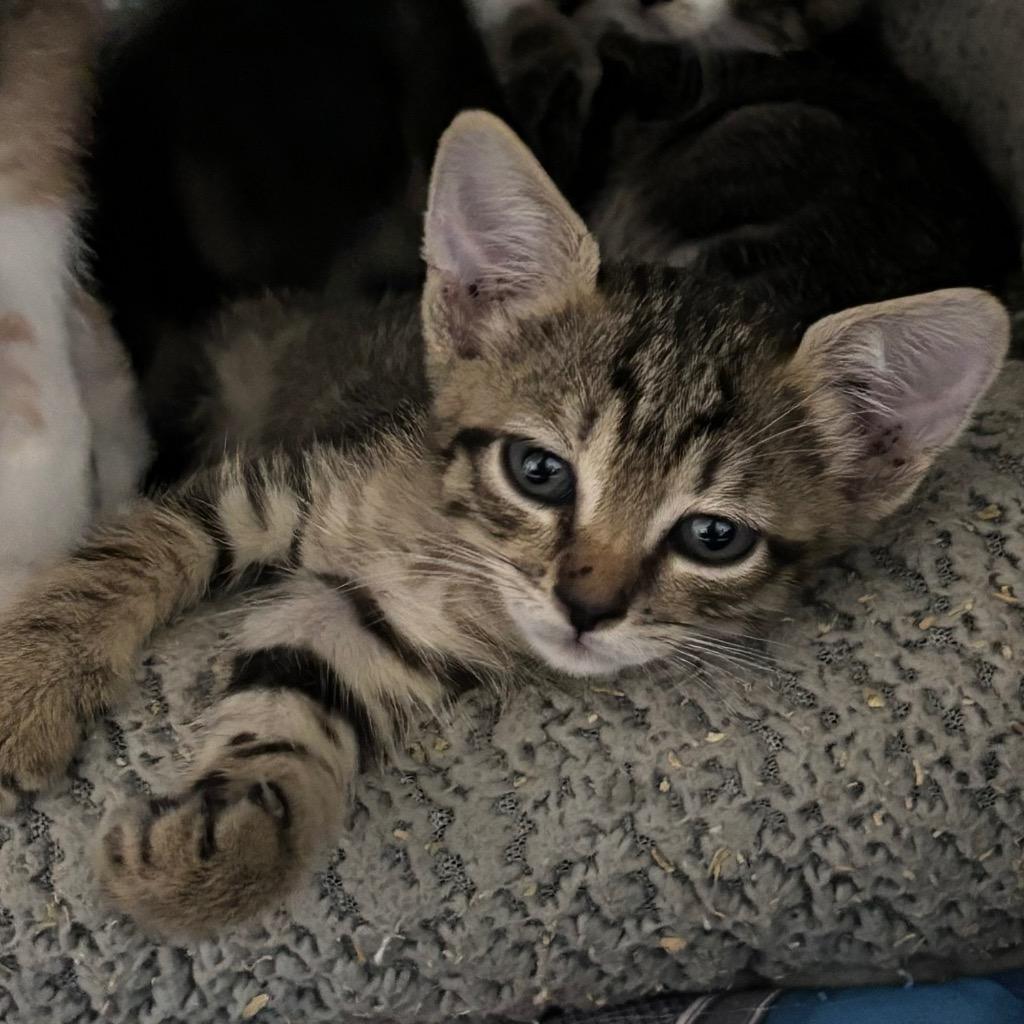 The Thing, a Adopted mixed breed in Corpus Christi, TX image 3/3