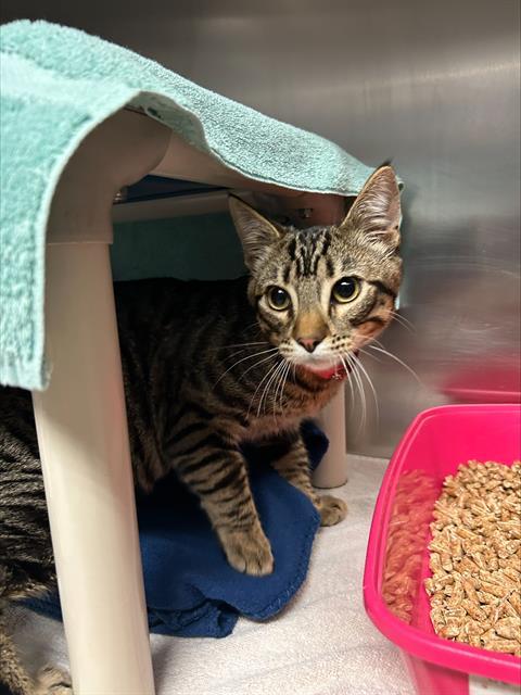 PEANUT BUTTER, Adoptable, Young Male Domestic Short Hair.