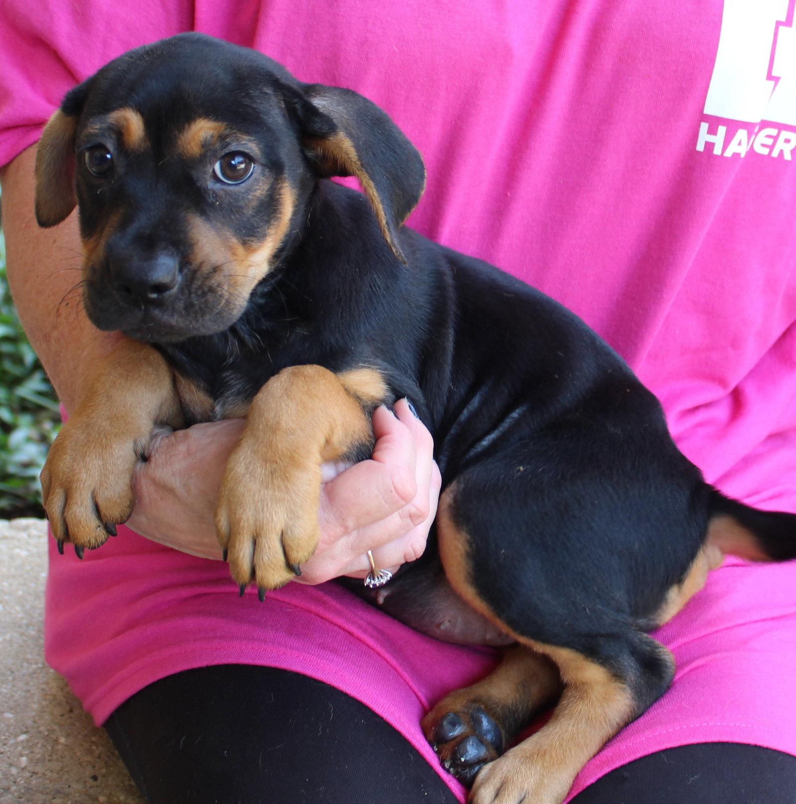 Enlarge Roxy 44150, a Adoptable mixed breed in Prattville, AL image 1/3