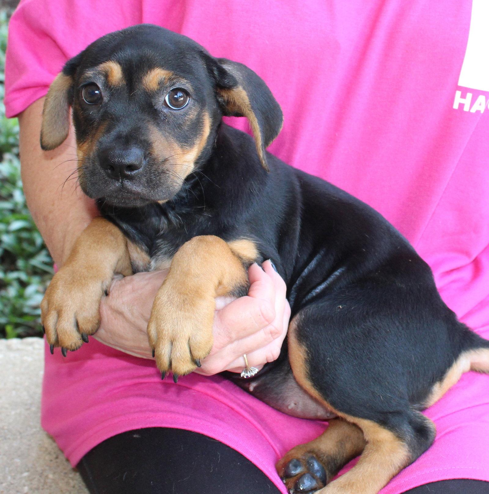 Enlarge Roxy 44150, a Adoptable mixed breed in Prattville, AL image 2/3
