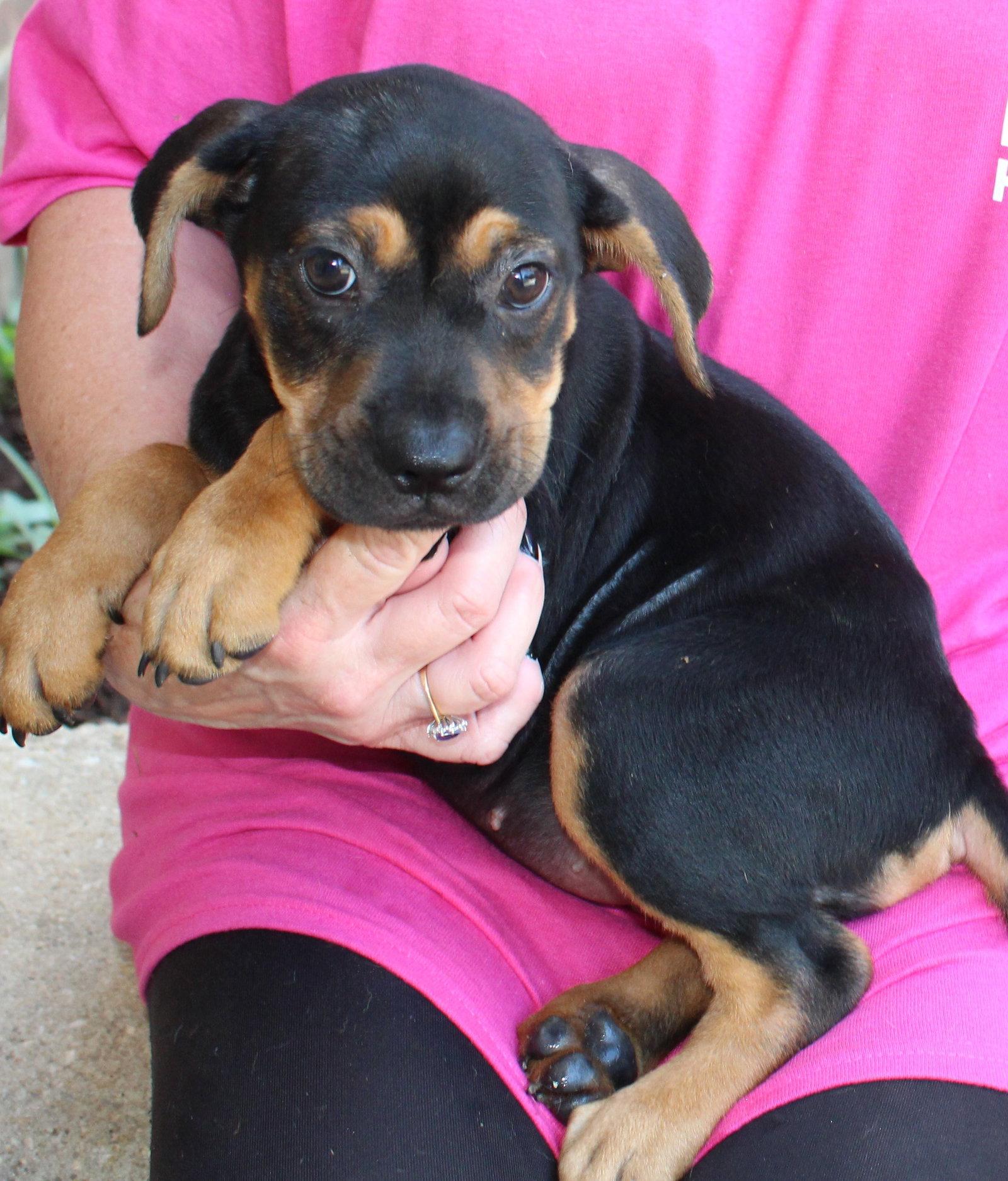 Enlarge Roxy 44150, a Adoptable mixed breed in Prattville, AL image 3/3