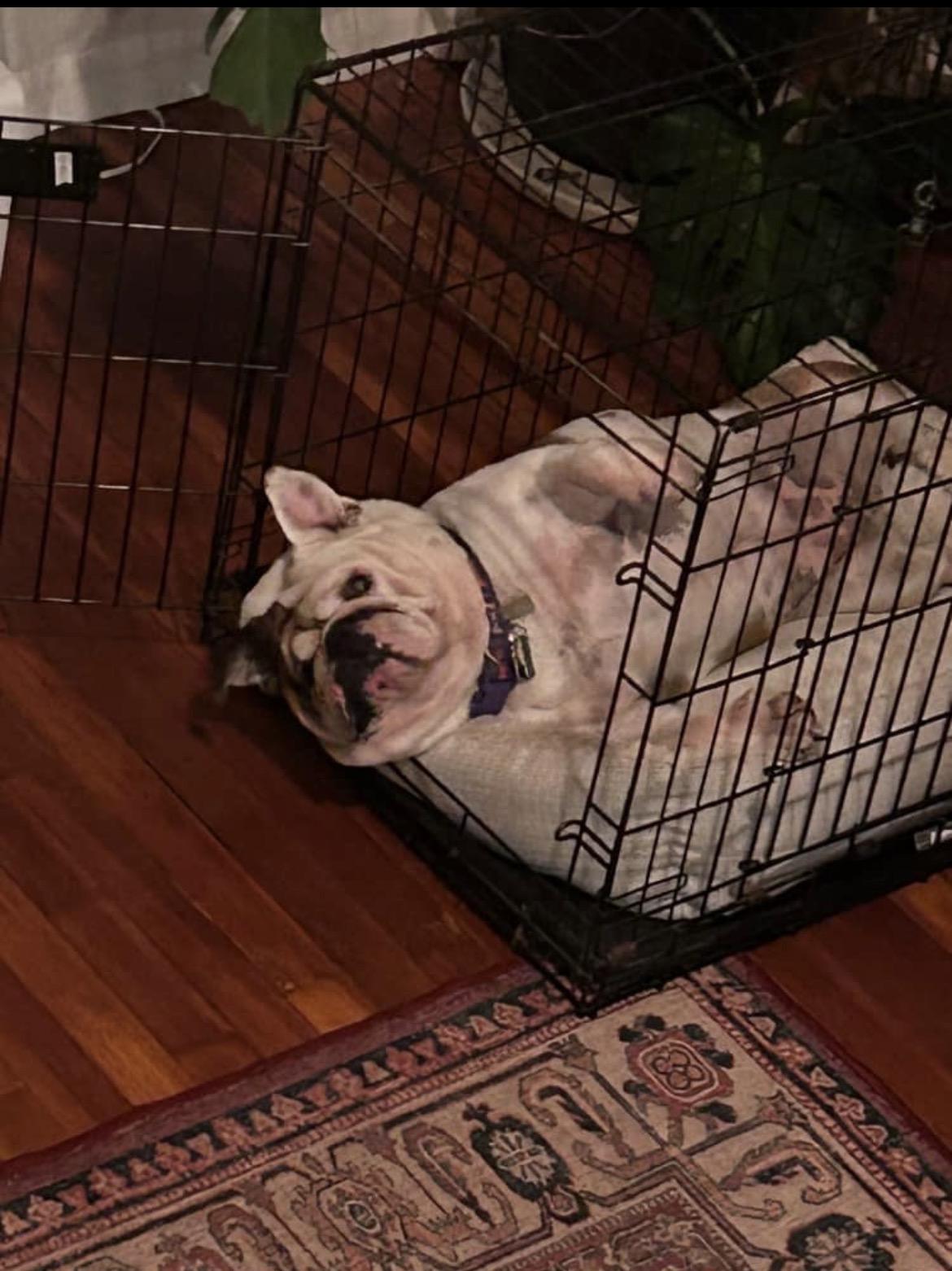 Enlarge Wawa, a Adopted English Bulldog in Belmar, NJ image 3/5
