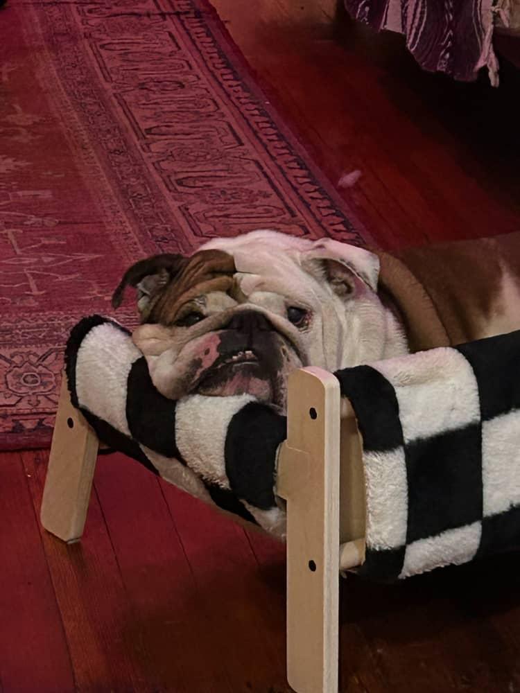 Wawa, Adopted, Adult Female English Bulldog.