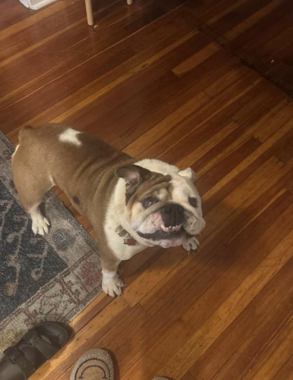 Enlarge Wawa, a Adopted English Bulldog in Belmar, NJ image 2/5