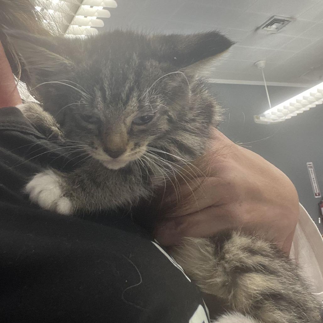 Topanga, Adoptable, Kitten Female Domestic Short Hair.