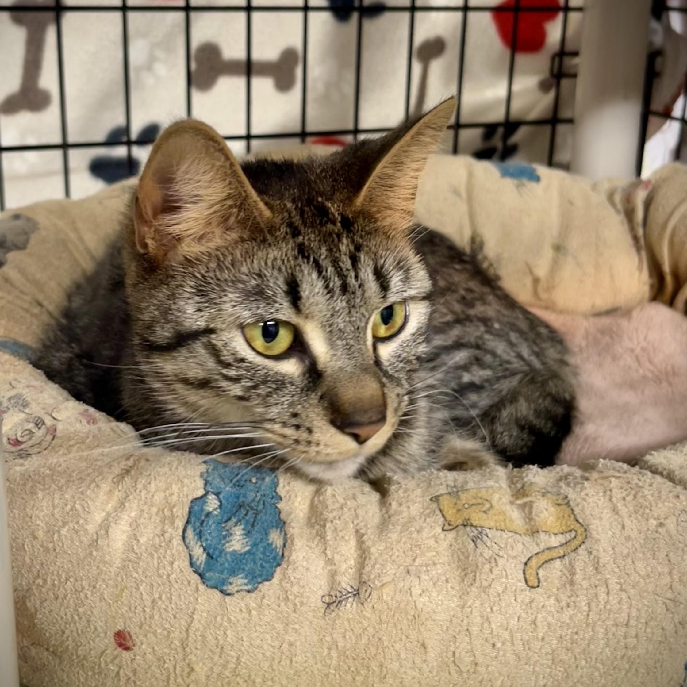 Enlarge Celeste, a Adoptable mixed breed in East Amherst, NY image 6/6