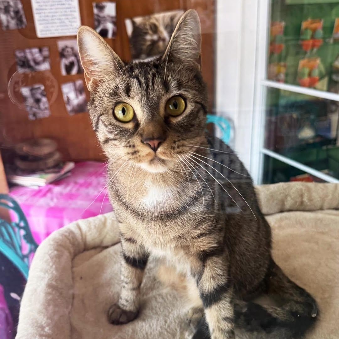 Enlarge Celeste, a Adoptable mixed breed in East Amherst, NY image 1/6