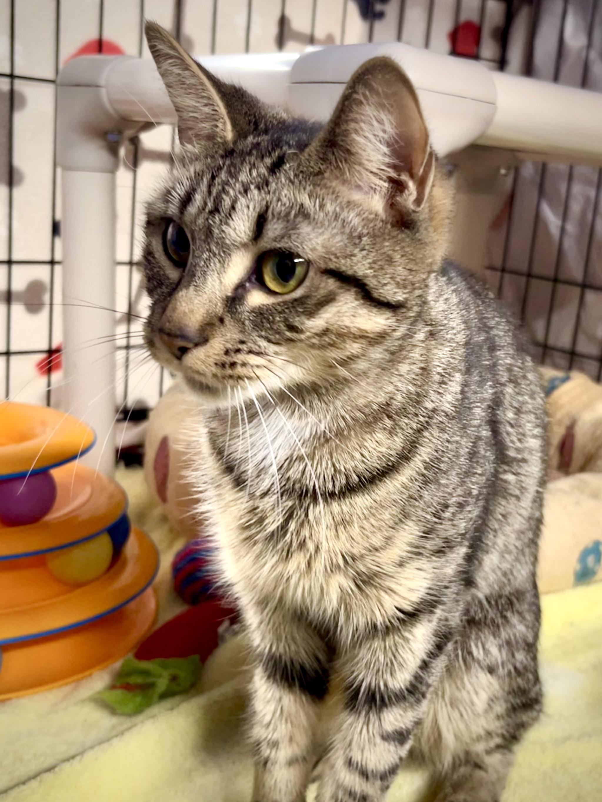 Enlarge Celeste, a Adoptable mixed breed in East Amherst, NY image 5/6