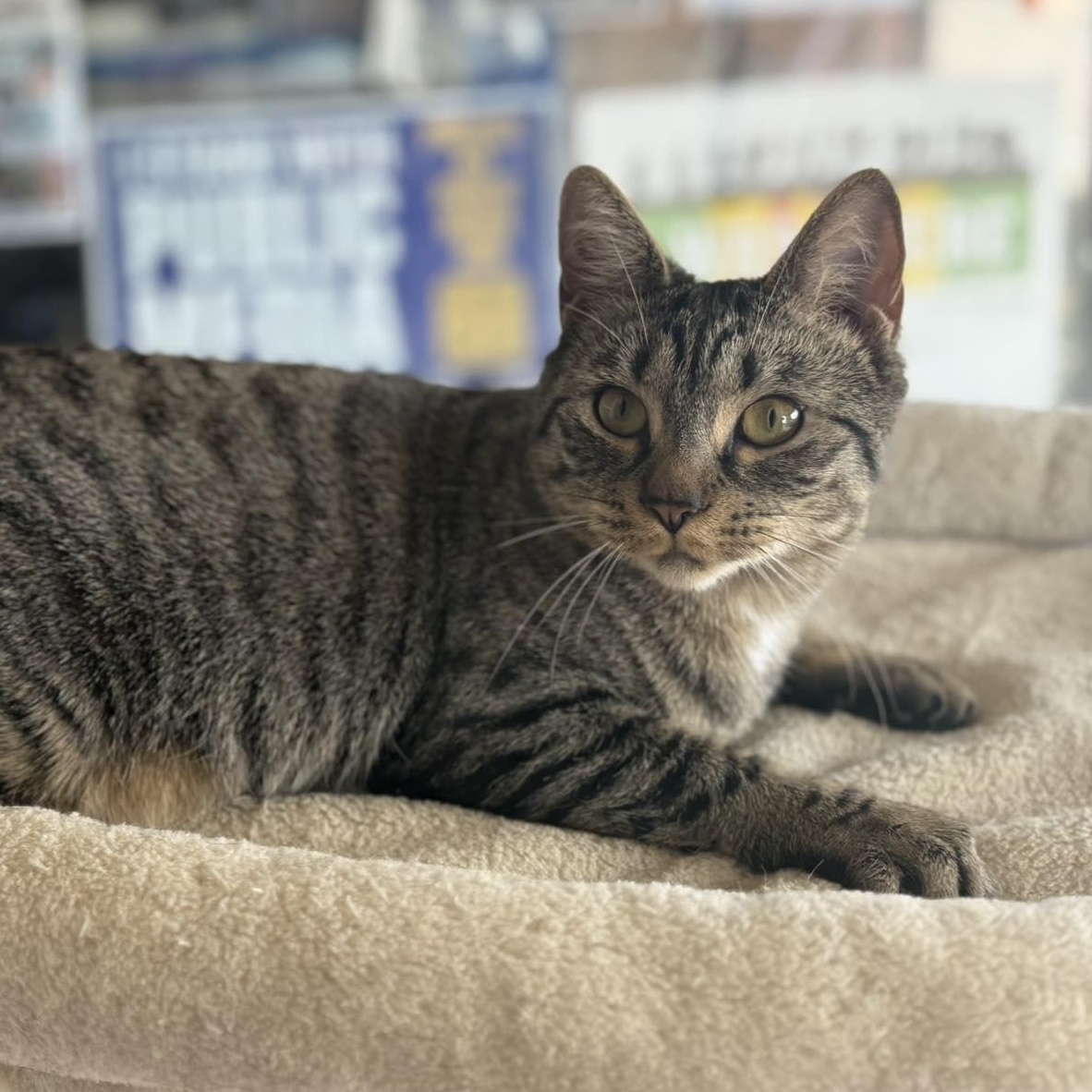 Enlarge Celeste, a Adoptable mixed breed in East Amherst, NY image 2/6