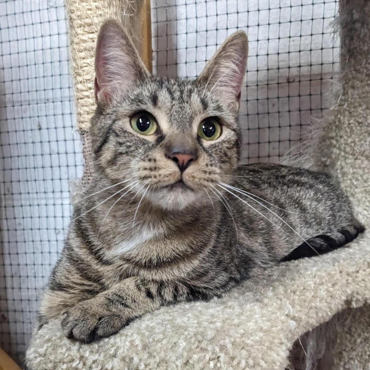 Enlarge Celeste, a Adoptable mixed breed in East Amherst, NY image 3/6