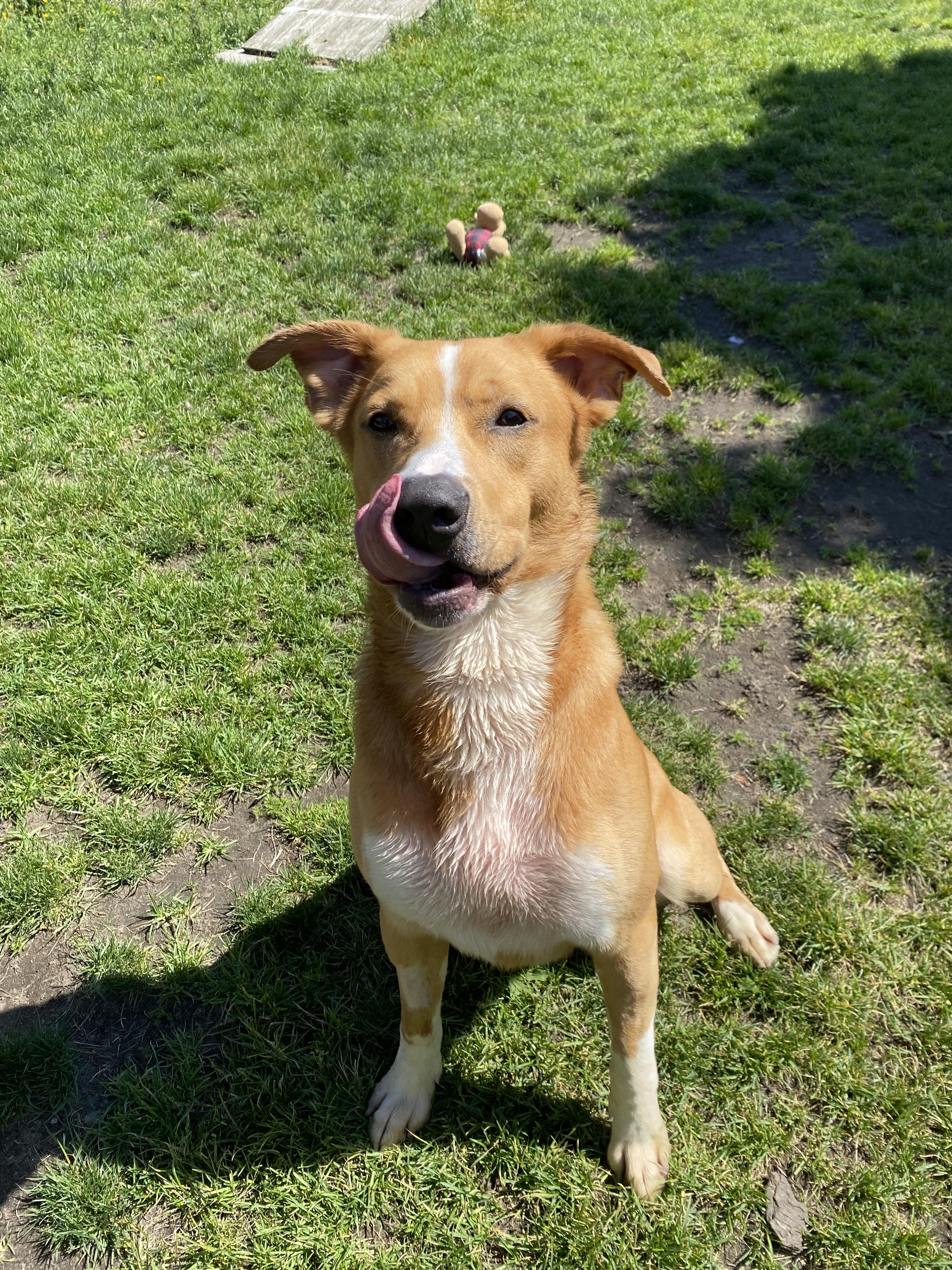 Otter - ADOPTABLE, a ADOPTABLE mixed breed in Chilliwack, BC image 3/4