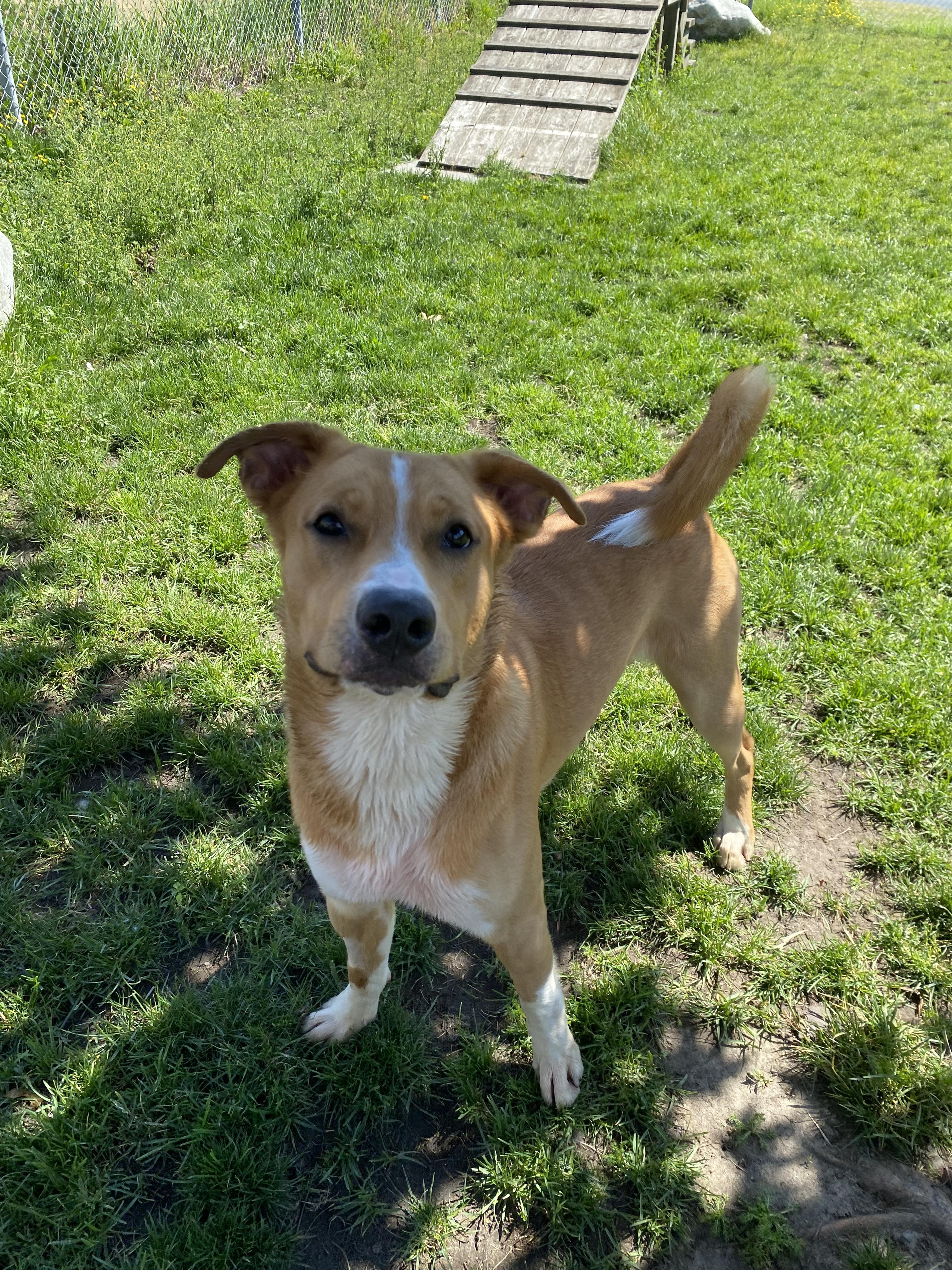 Otter - ADOPTABLE, a ADOPTABLE mixed breed in Chilliwack, BC image 2/4