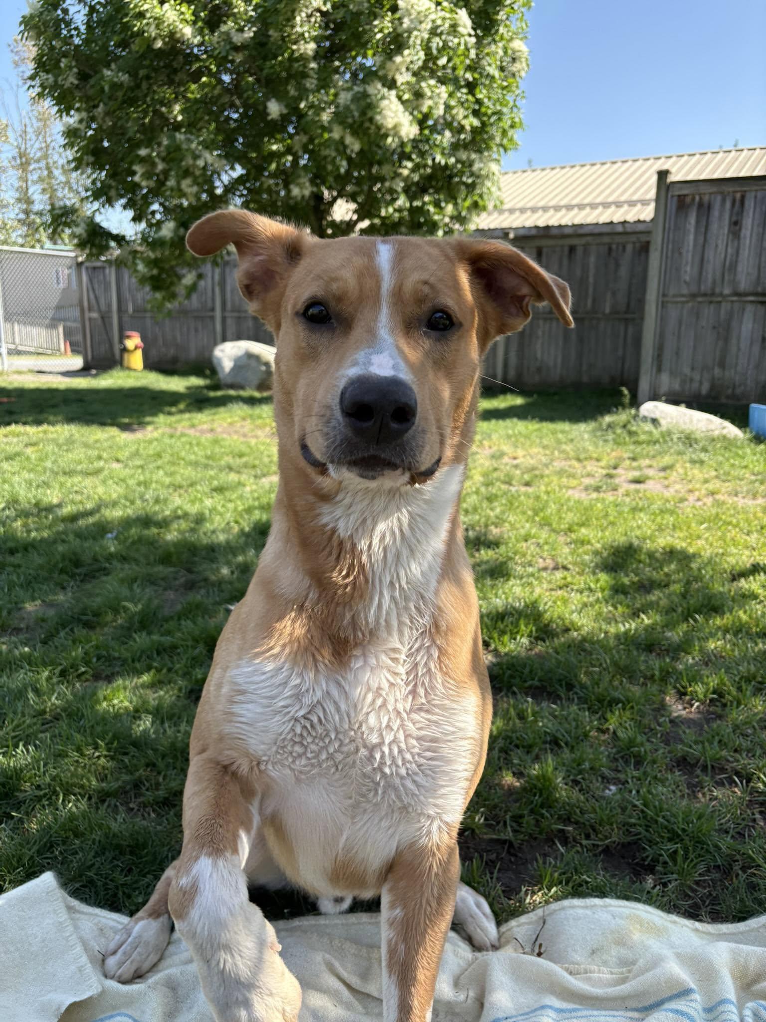 Otter - ADOPTABLE, ADOPTABLE, Adult Male Mixed Breed.