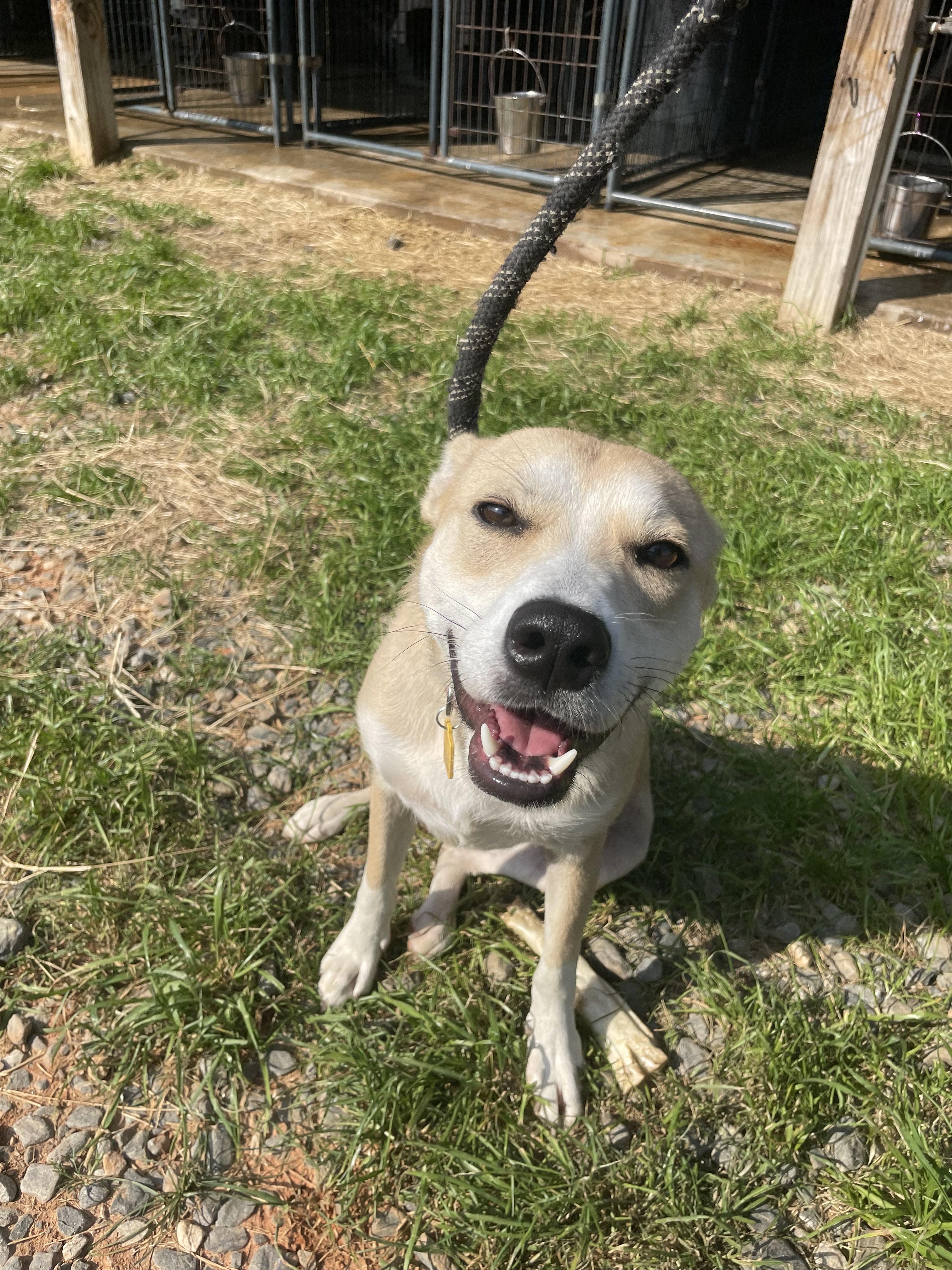 Enlarge Winnie, an adopted mixed breed in Jackson, GA image 2/2