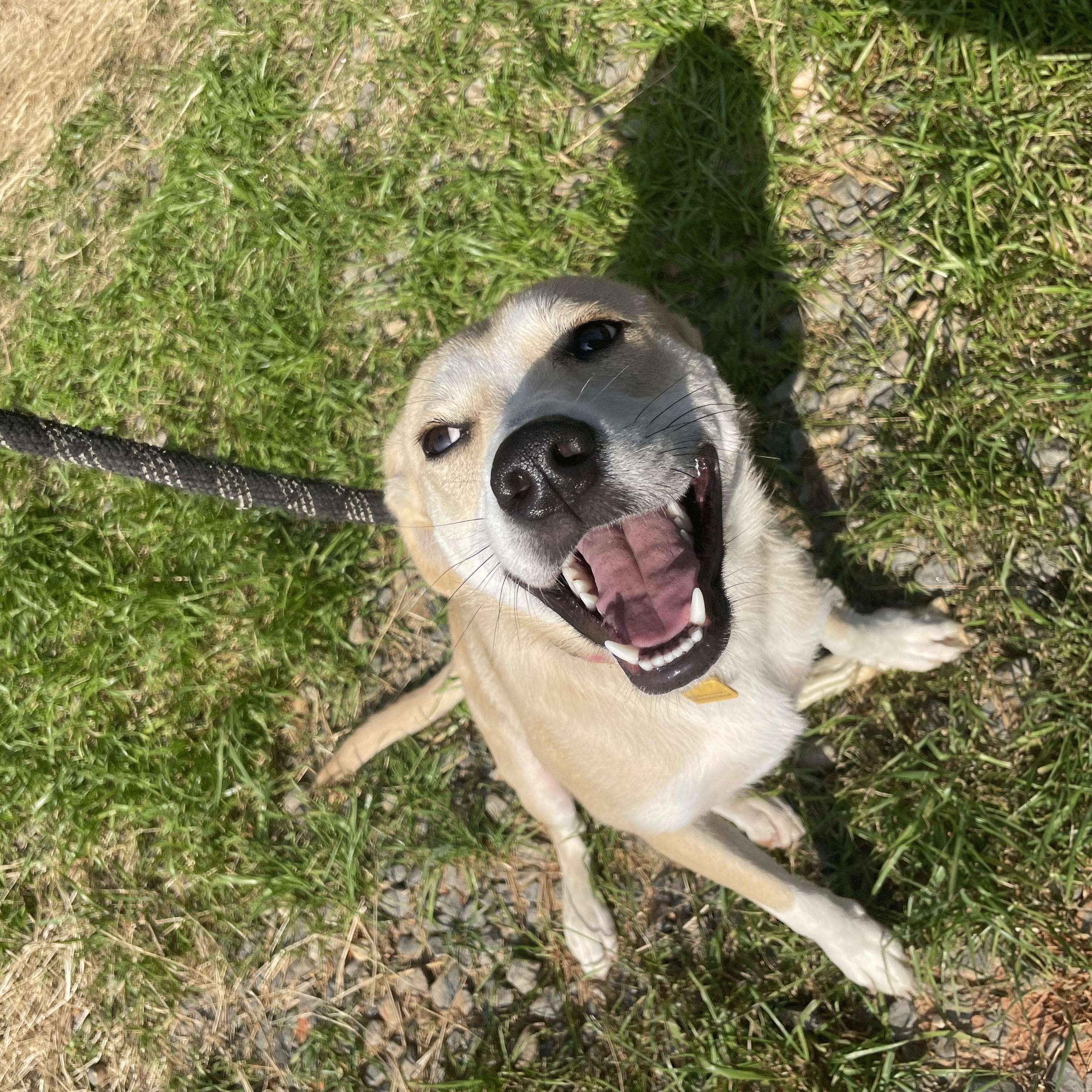 Enlarge Winnie, an adopted mixed breed in Jackson, GA image 1/2