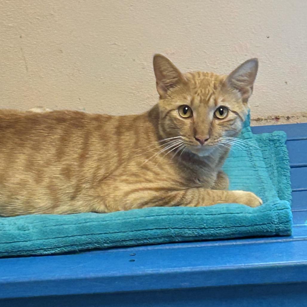 Lloyd, Adoptable, Adult Male Domestic Short Hair.