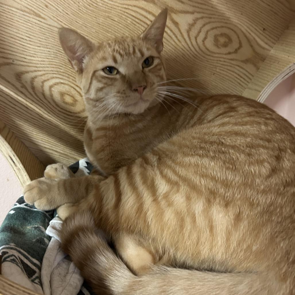 Enlarge Lloyd, a Adoptable Domestic Short Hair in Port Richey, FL image 2/6