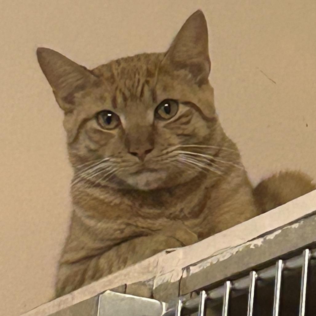 Enlarge Lloyd, a Adoptable Domestic Short Hair in Port Richey, FL image 3/6