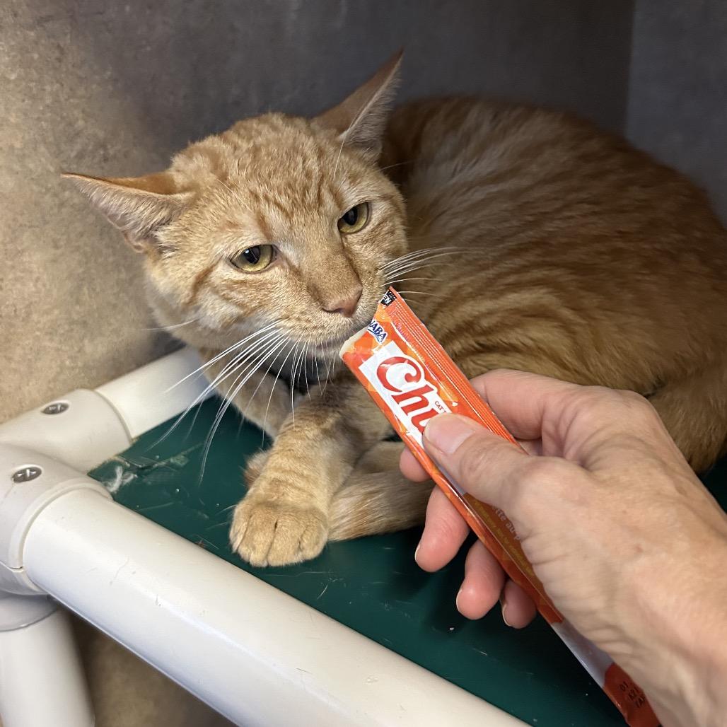 Enlarge Lloyd, a Adoptable Domestic Short Hair in Port Richey, FL image 4/6