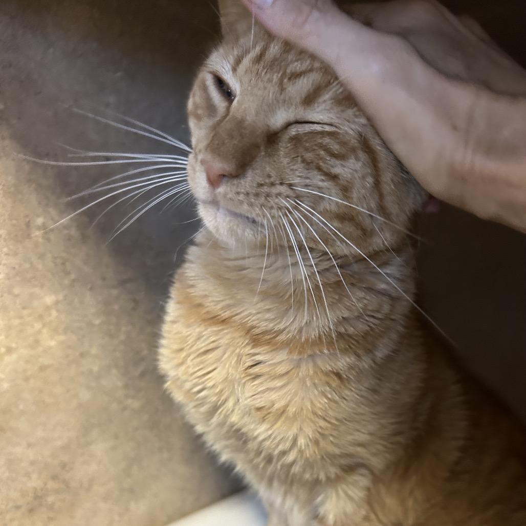 Enlarge Lloyd, a Adoptable Domestic Short Hair in Port Richey, FL image 6/6