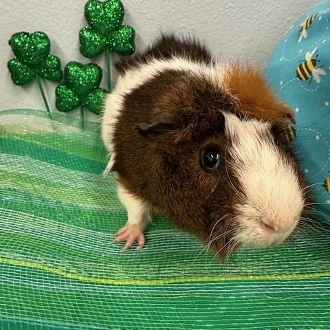 Enlarge Garbanzo, a Adoptable Guinea Pig in Henderson, NV image 1/1
