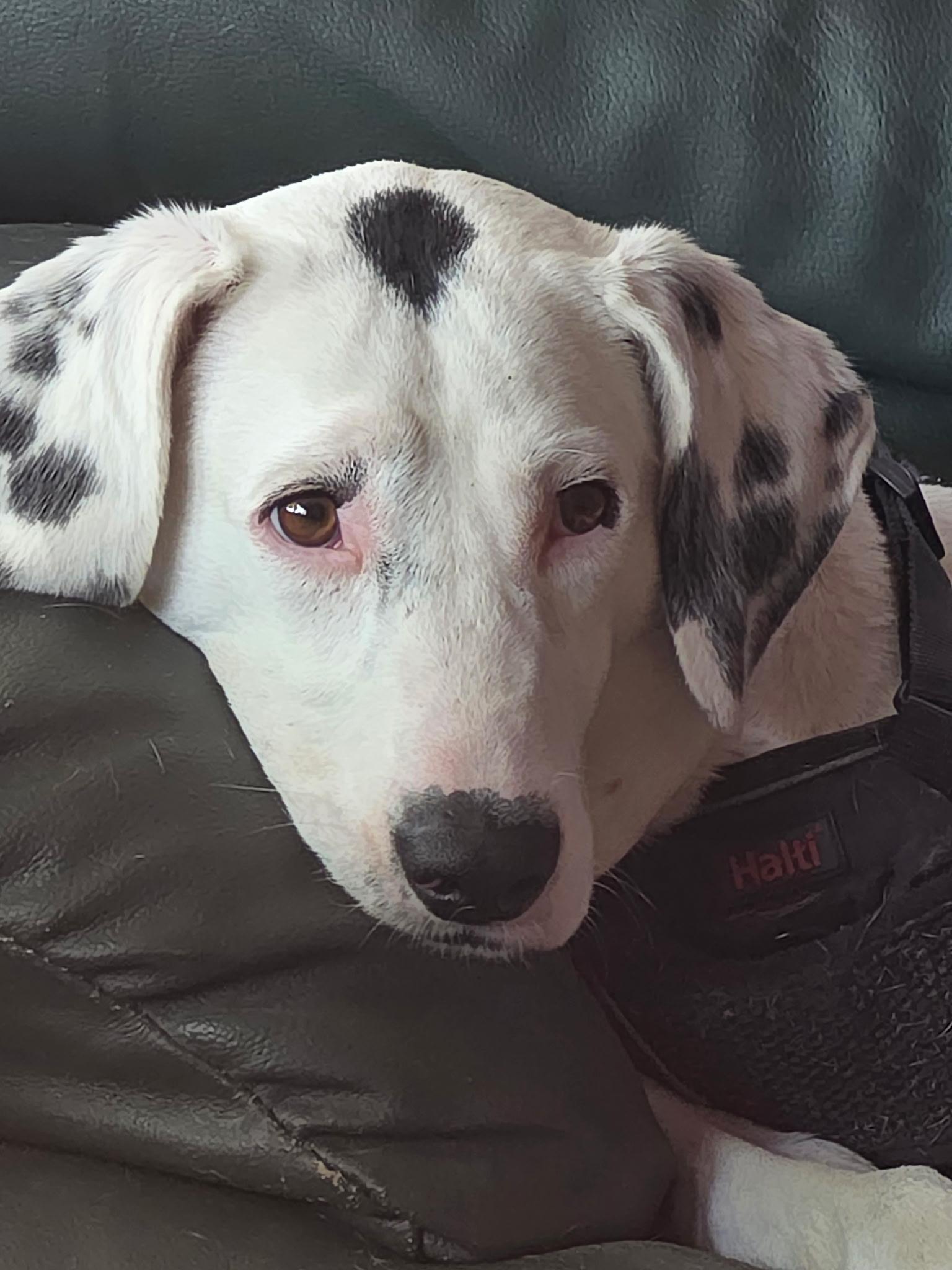 Spotty (51 lbs), Adoptable, Adult Male Dalmatian.