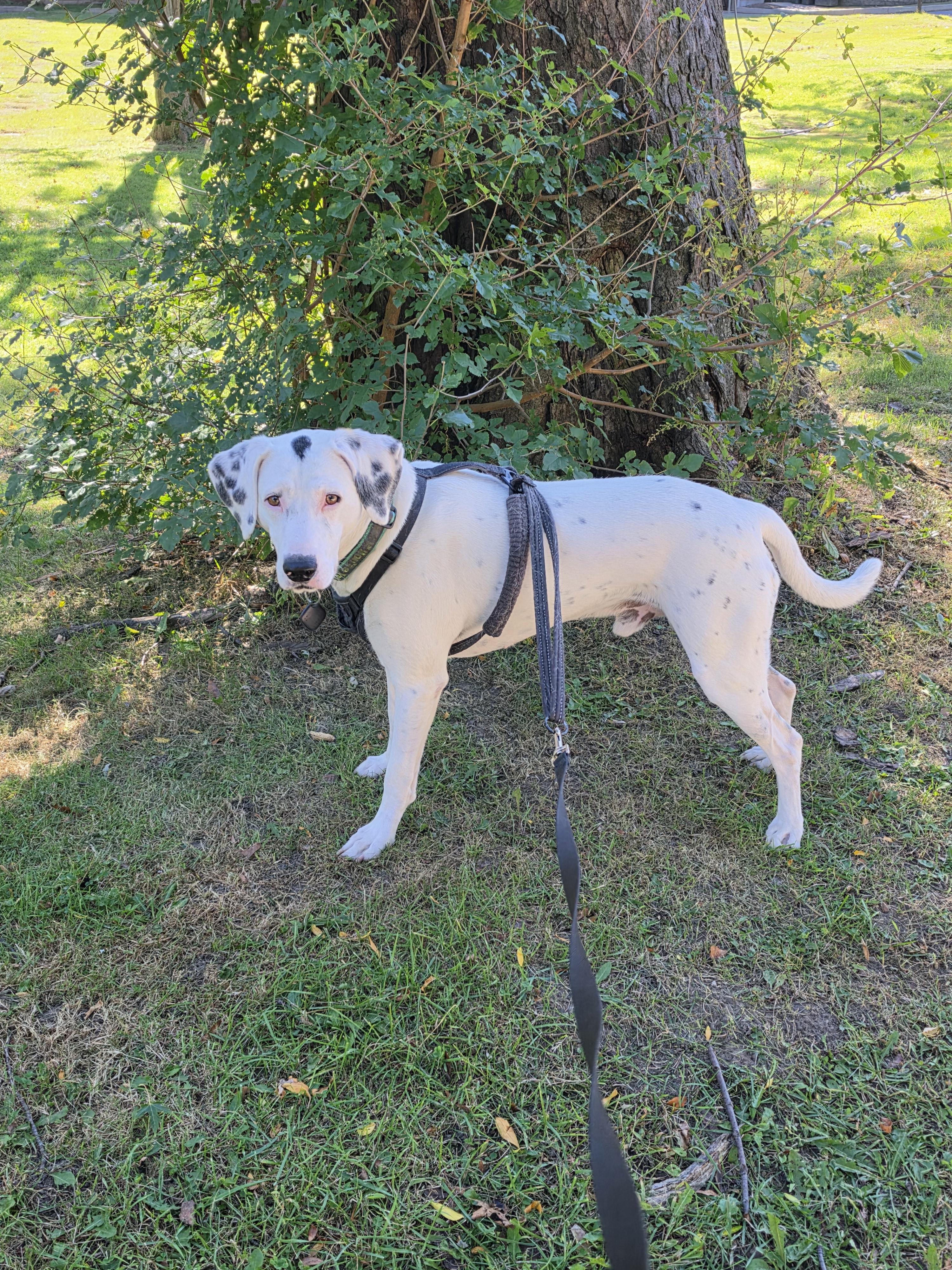 Enlarge Spotty (51 lbs), a Adoptable mixed breed in Mississauga, ON image 5/6