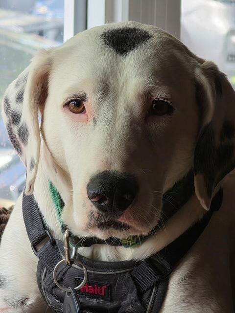 Enlarge Spotty (51 lbs), a Adoptable mixed breed in Mississauga, ON image 6/6