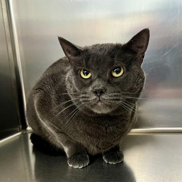 Chief, Adoptable, Adult Male Domestic Short Hair.