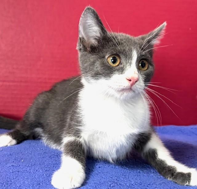 Hilary, a ADOPTABLE Domestic Short Hair in Hawk Point, MO image 3/4