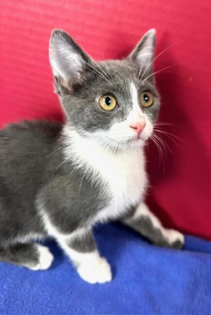 Hilary, a ADOPTABLE Domestic Short Hair in Hawk Point, MO image 2/4