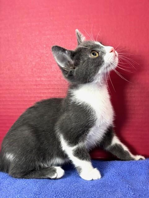Hilary, a ADOPTABLE Domestic Short Hair in Hawk Point, MO image 4/4