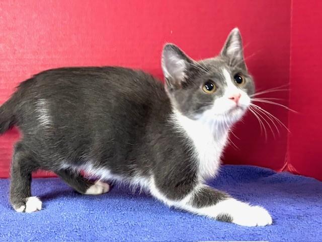 Hilary, ADOPTABLE, Kitten Female Domestic Short Hair.