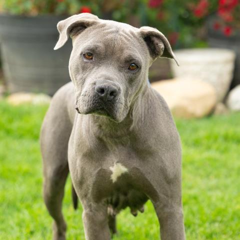 FREYA, Adoptable, Adult Female Pit Bull Terrier.