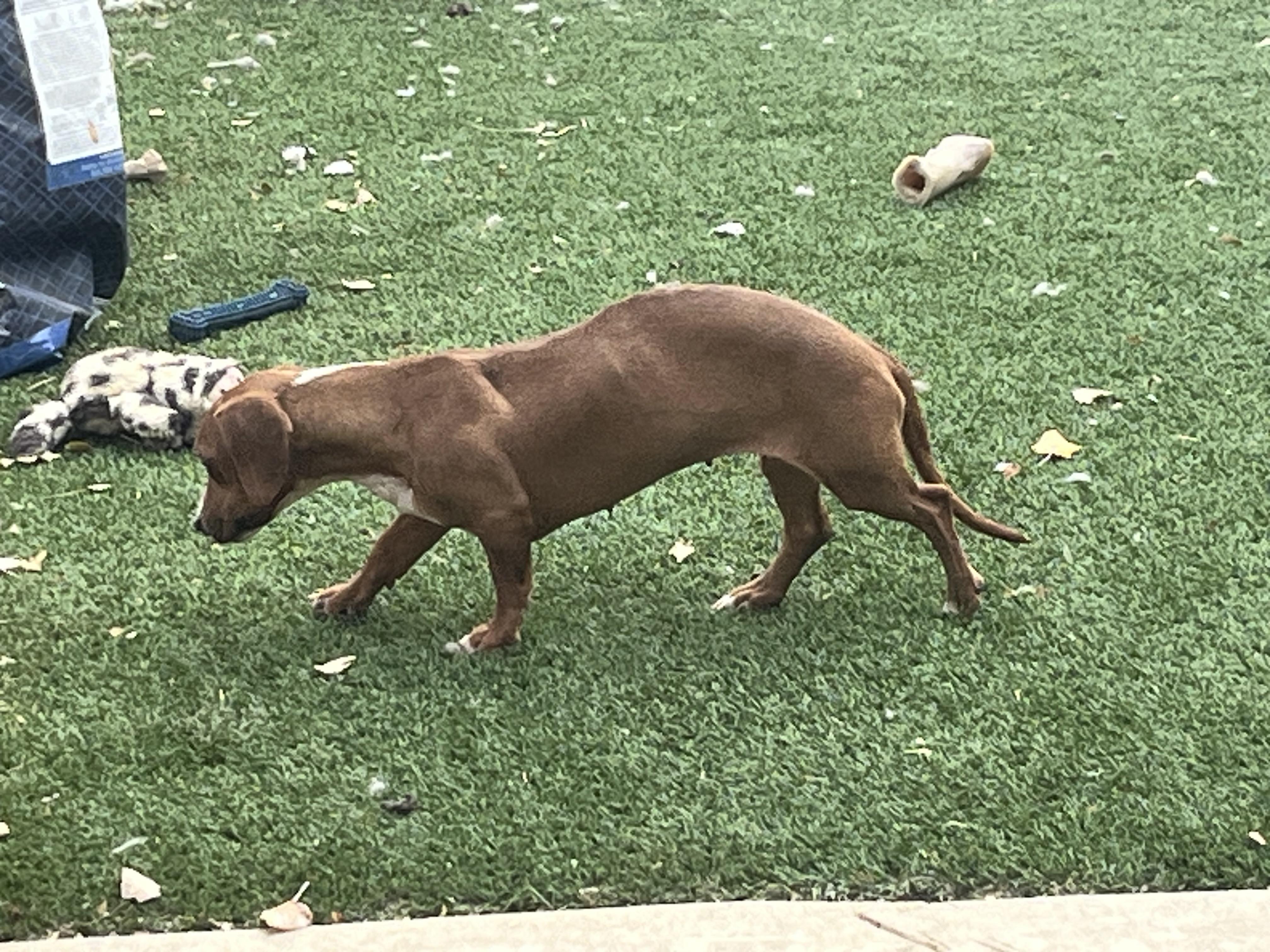 Hannah, Adoptable, Adult Female Miniature Dachshund.