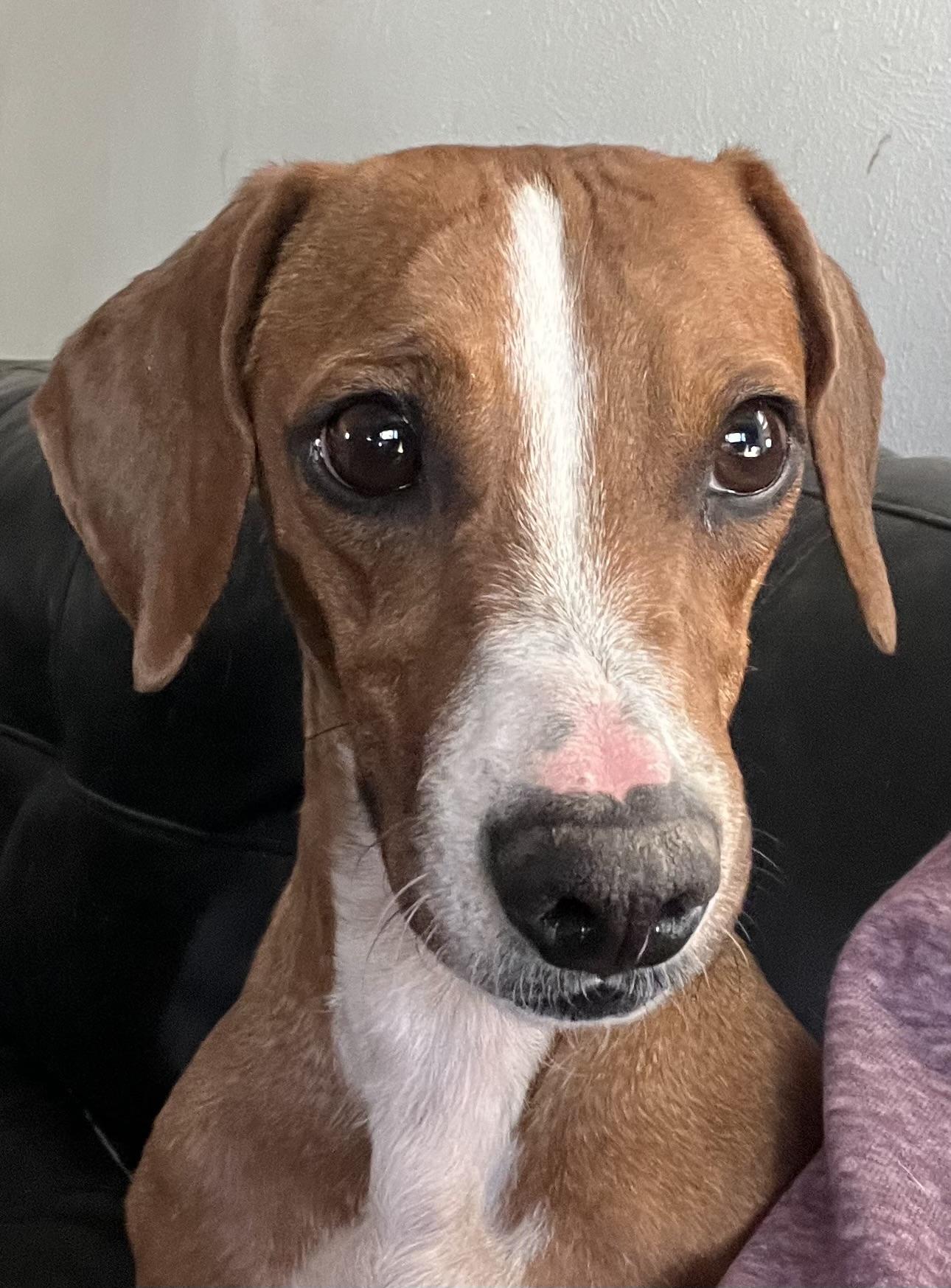 Enlarge Hannah, a Adoptable Miniature Dachshund in Longmont, CO image 2/2